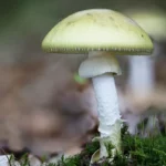 Quelles variétés de champignons sont toxiques ?