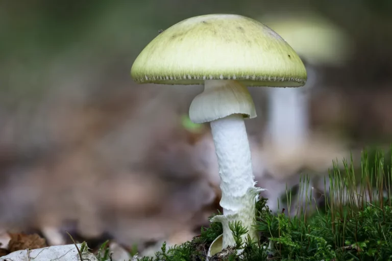 Quelles variétés de champignons sont toxiques ?