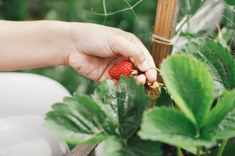 Astuces pratiques pour prendre soin des fraises du jardin en mai