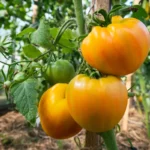 Comment planifier avec succès votre culture de tomates ?