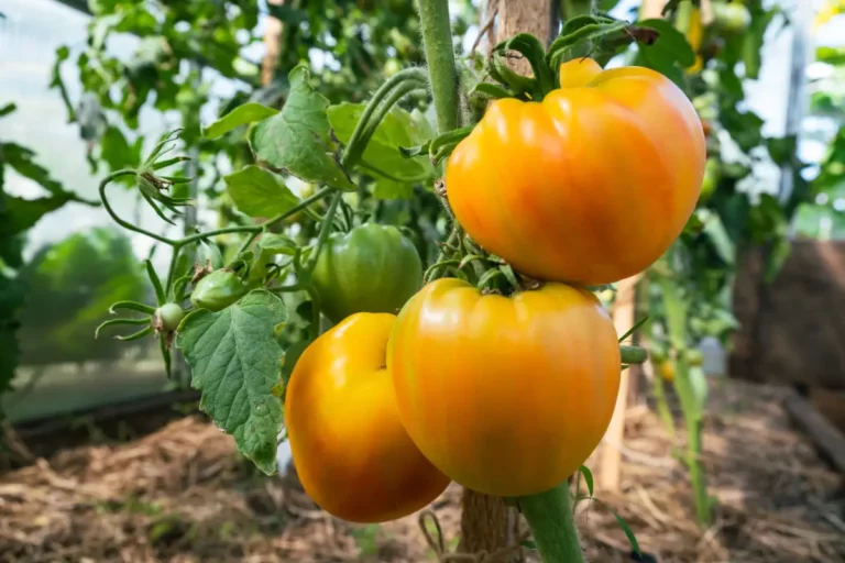 Comment planifier avec succès votre culture de tomates ?
