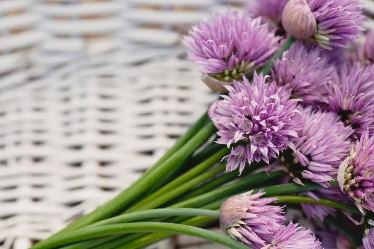 Quand la ciboulette fleurit : pouvez-vous manger ses fleurs ?