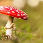 Quels dangers cachent les champignons toxiques ?