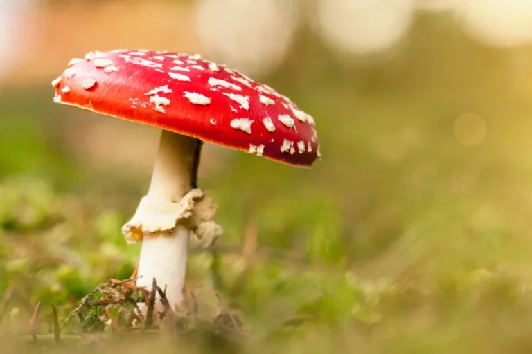 Quels dangers cachent les champignons toxiques ?