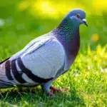 Comment éloigner les pigeons de votre jardin ?
