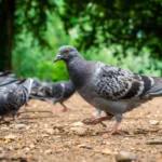 Comment nettoyer efficacement la fiente des pigeons ?