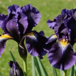 découvrez comment planter des iris noires dans votre jardin pour ajouter une touche d'élégance et de mystère à votre espace extérieur.