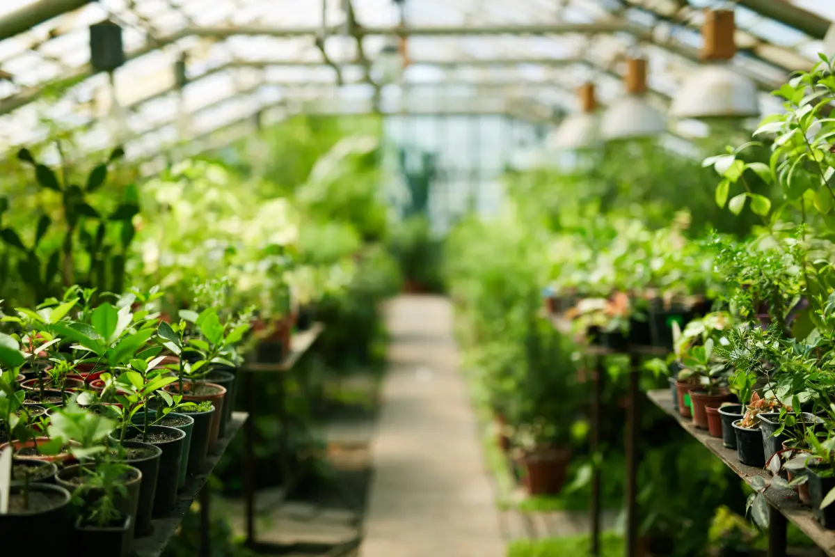 5 associations de légumes à connaître pour votre potager lorsque vous débutez