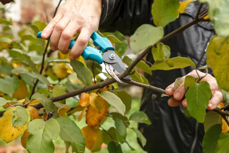 Réussir la taille vos arbres fruitiers en mai pour de bonnes récoltes