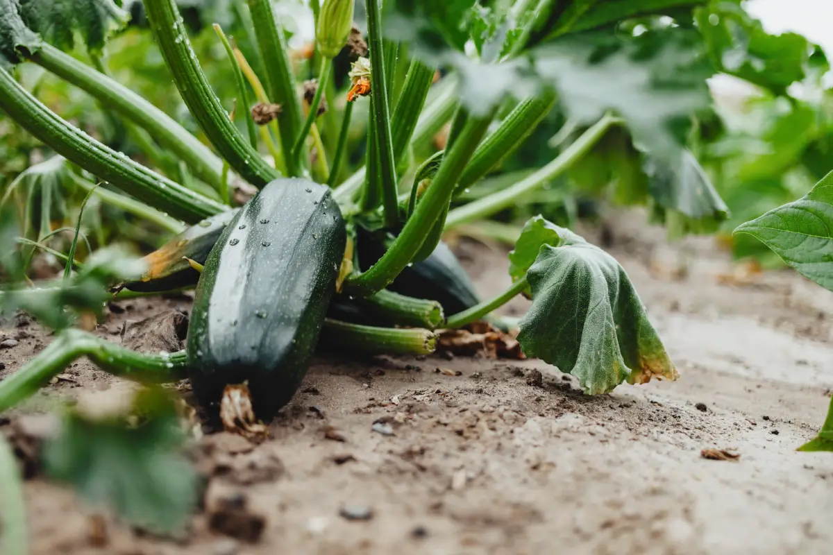 découvrez pourquoi vos courgettes refusent de grossir et apprenez 5 astuces infaillibles pour y remédier.