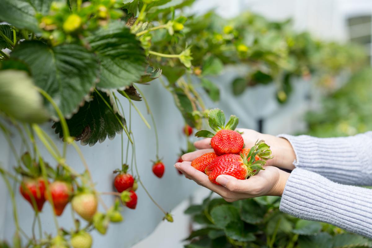 Voici les 5 fruits incontournables à planter dans votre jardin en juin