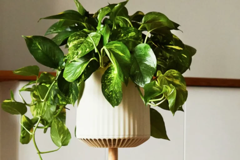 Cette plante biotechnologique révolutionnaire peut-elle sauver la planète de la pollution ?