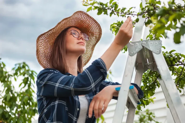 Comment gérer la sécheresse ? Top 5 des plantes résistantes pour votre jardin