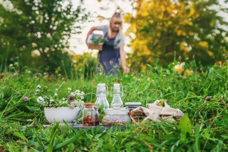 Planification d'un jardin médicinal : les meilleures plantes à choisir