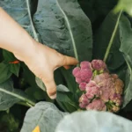 Comment réussir son jardin en été grâce à la permaculture ? Découvrez-le maintenant !