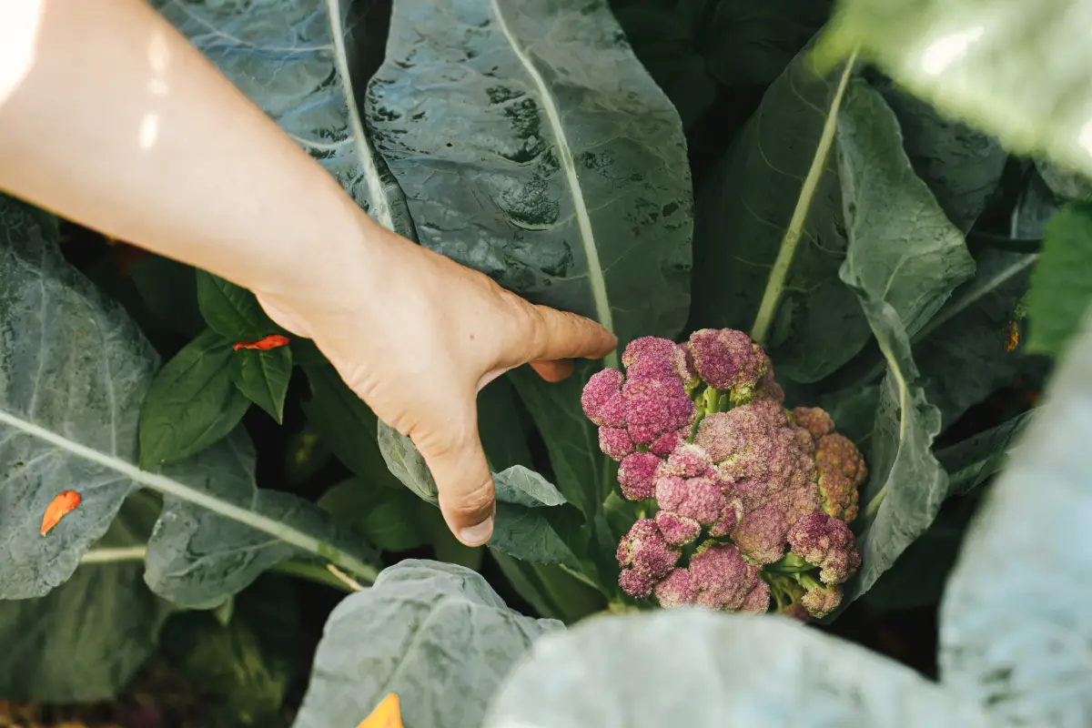 Comment réussir son jardin en été grâce à la permaculture ? Découvrez-le maintenant !