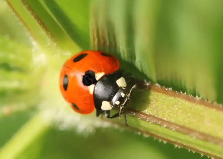 Les solutions écologiques pour un jardin sans pesticide