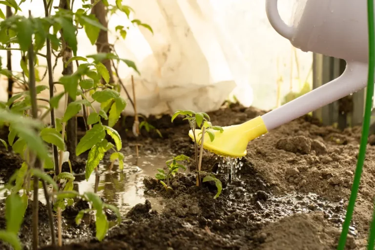 Protégez votre potager des intempéries : la bâche, votre alliée incontournable