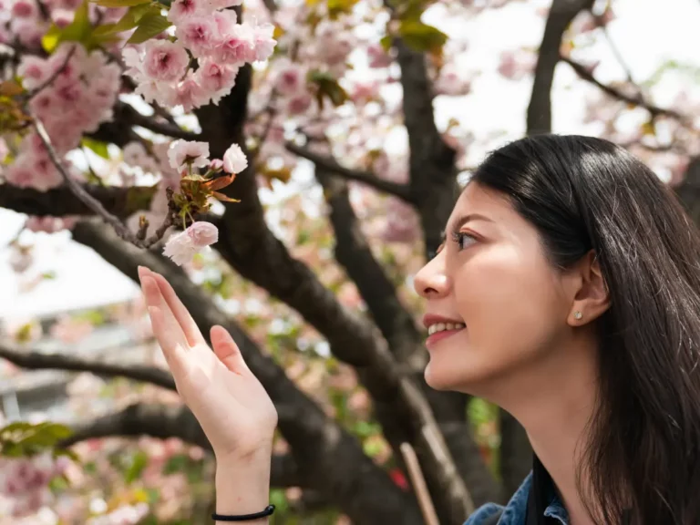 Cerisiers en fleurs : à la découverte du hanami, rituel ancestral et symbole de l'impermanence