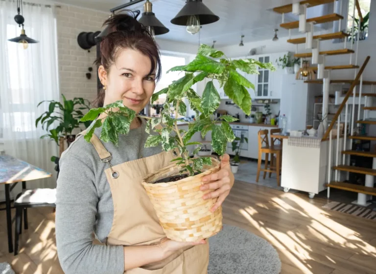 10 Plantas Fáceis de Cultivar em Casa (Até em Apartamento!)