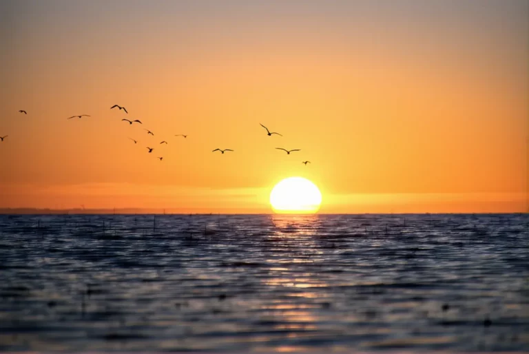 Ce geste simple au coucher du soleil évite 90 % des attaques de limaces