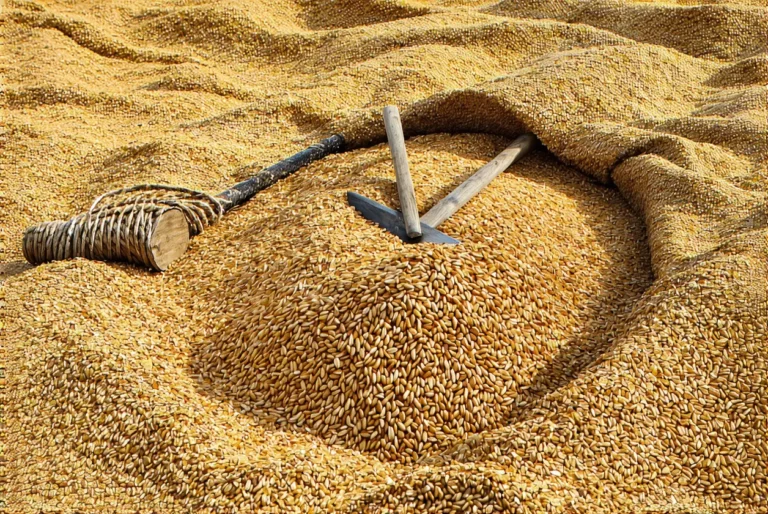 Il trempe ses graines 12 heures dans ce mélange… et multiplie sa récolte par deux