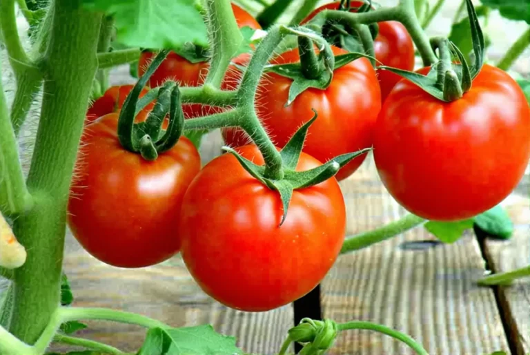 Plantez-la près des tomates : elle les protège naturellement et booste leur saveur