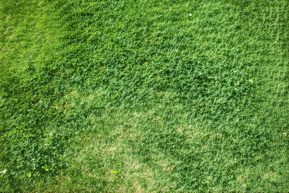 Début mai : pouvez-vous encore semer du gazon dans votre jardin ?
