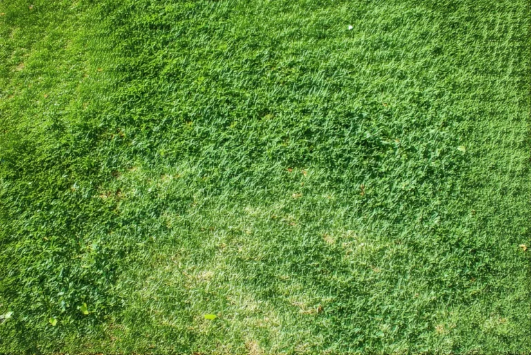 Début mai : pouvez-vous encore semer du gazon dans votre jardin ?