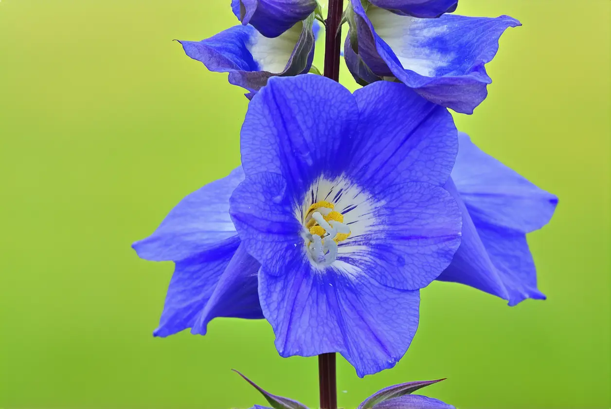 Delphinium Bella : une fleur facile à adopter