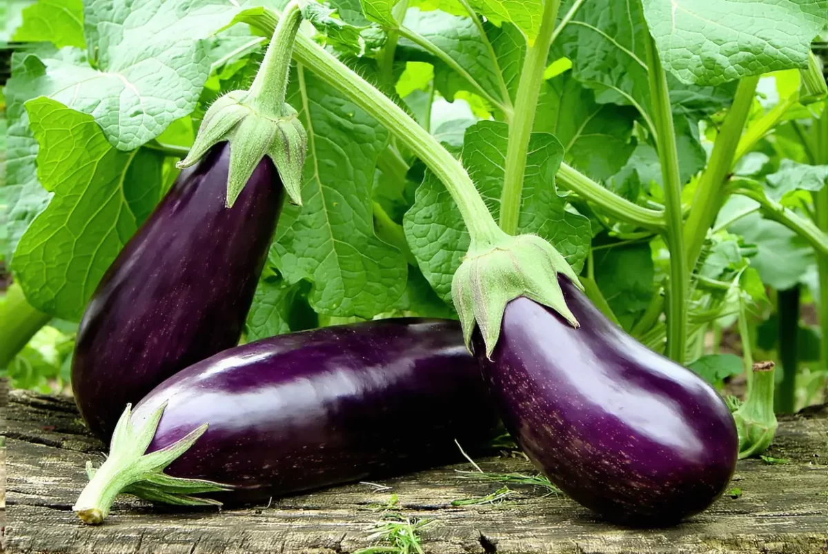 Les aubergines raffolent de ce voisin au potager