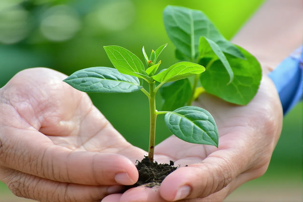 Alerte sécheresse 2025 : ces 5 plantes miracle qui survivent sans eau