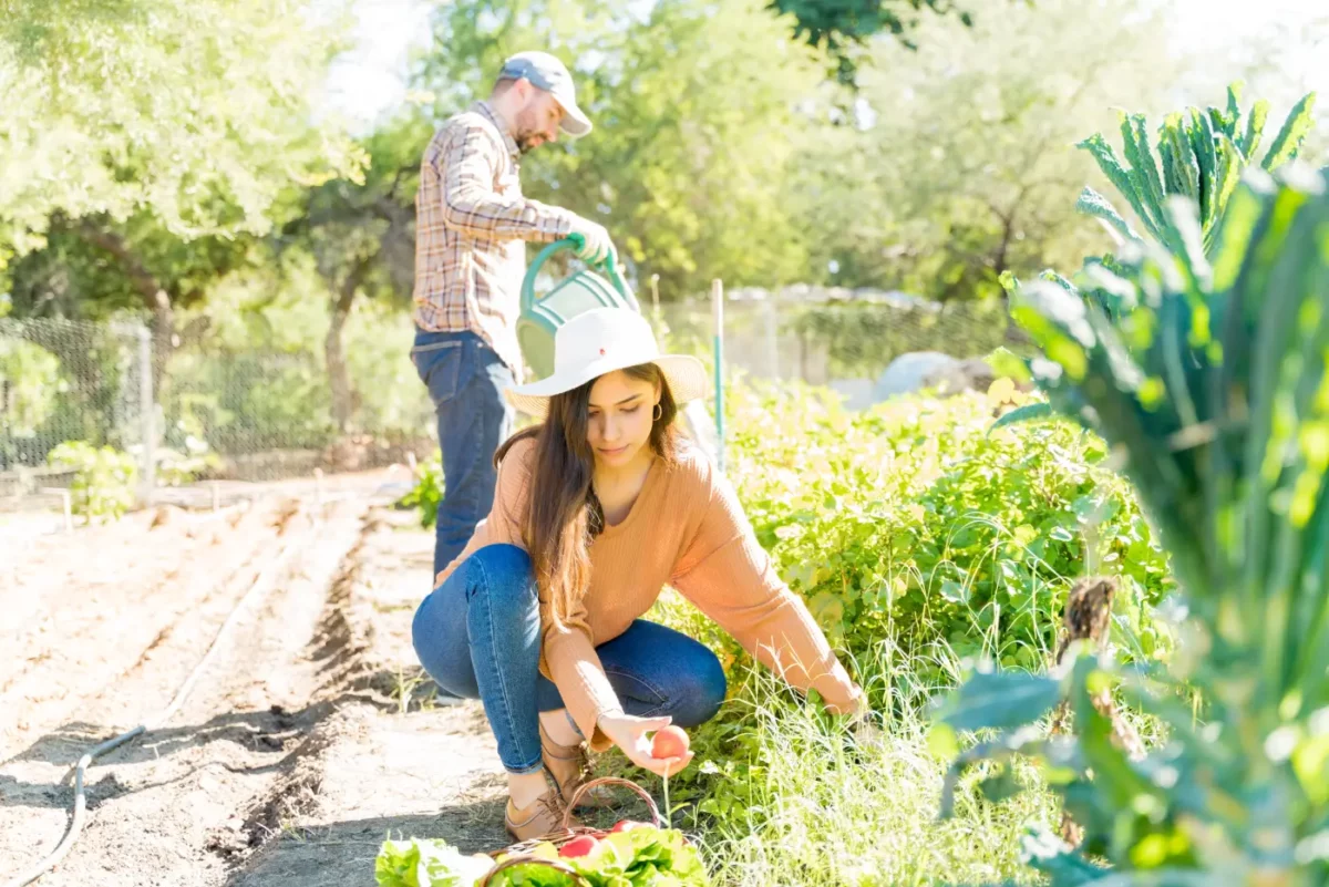 Canicule précoce annoncée : 7 gestes d’urgence pour sauver votre potager dès ce week-end
