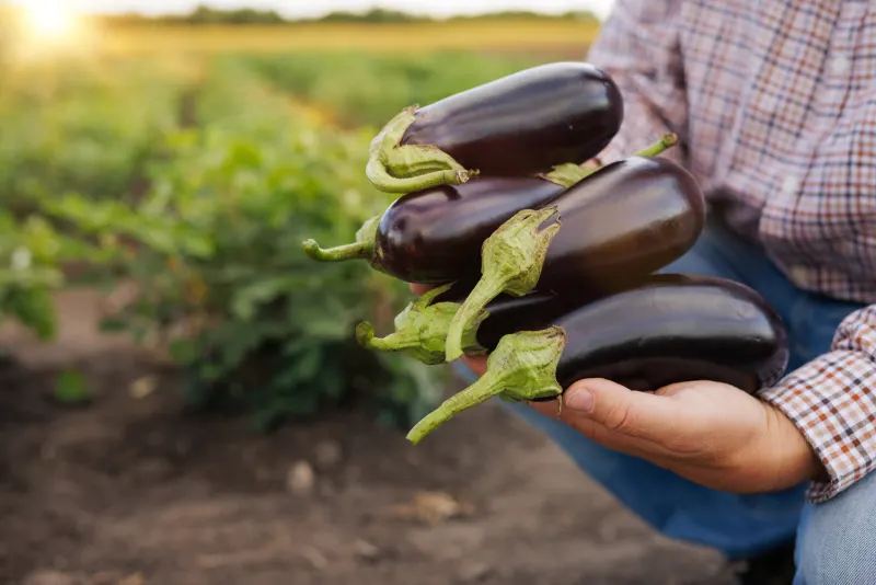 L'aubergine : la reine absolue de la substitution