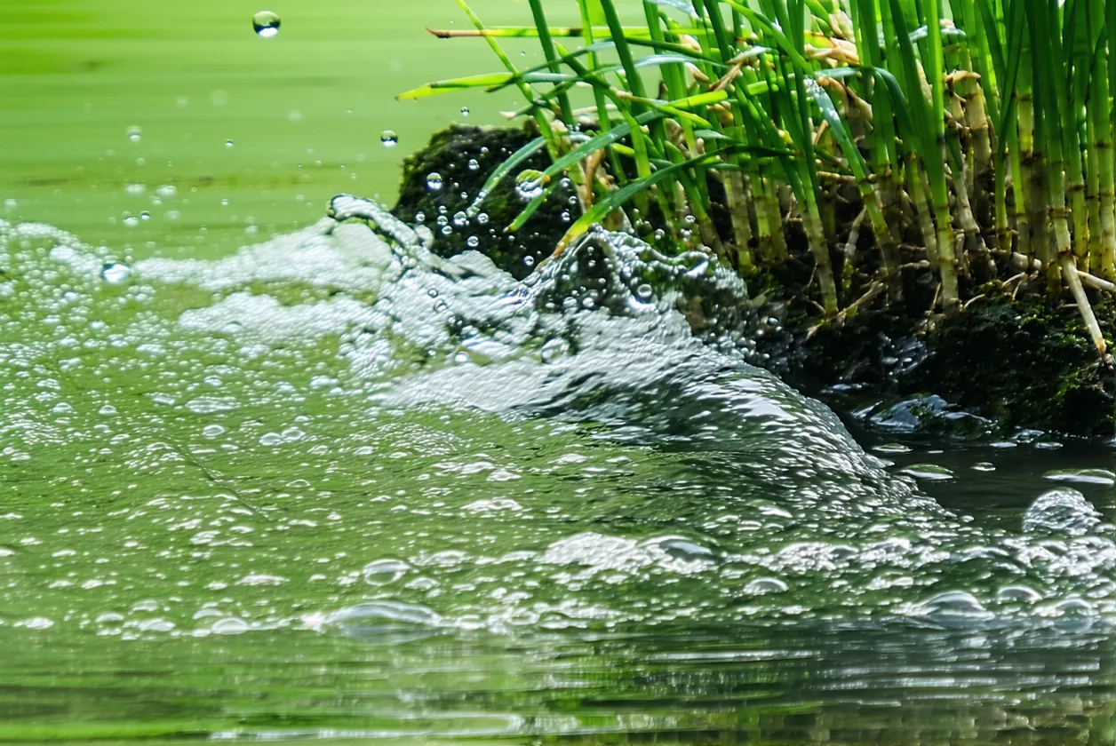 Cette technique japonaise révolutionne l'arrosage : -80% d'eau consommée