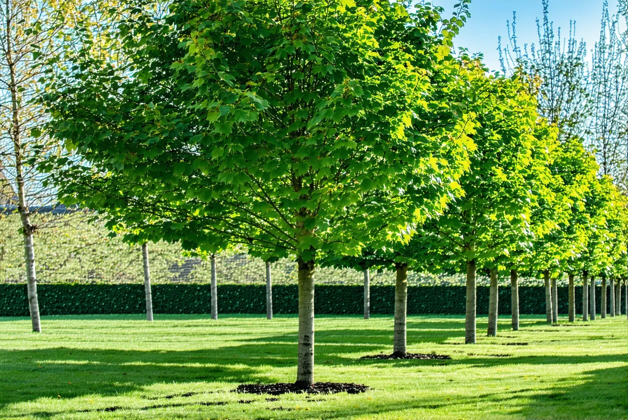 Créer une zone d’ombre au jardin : 5 arbres résistants à la sécheresse pour un coin frais sans arrosage