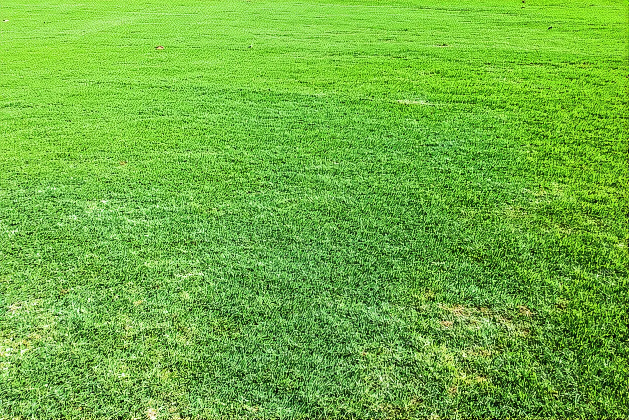Entretenir sa pelouse en été : tonte, arrosage et protection contre la sécheresse