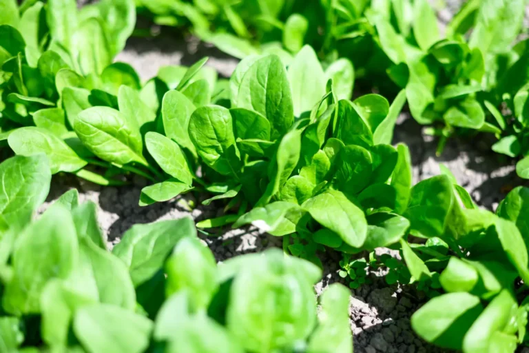 Épinards d'été au potager : voici les variétés résistantes à la chaleur et conseils de semis