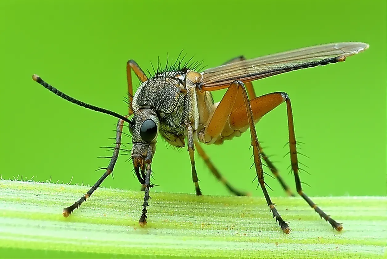 Invasion de moustiques prévue : 5 plantes qui les font fuir instantanément