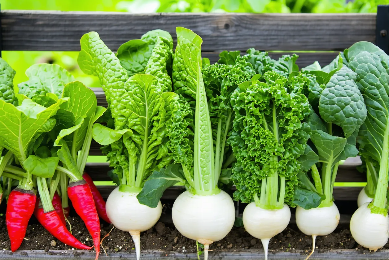 Légumes à planter en juin au potager : le guide complet pour réussir vos semis d'été