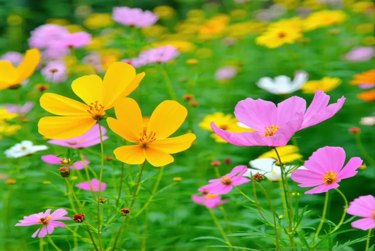 Les fleurs comestibles à semer ou récolter en juin
