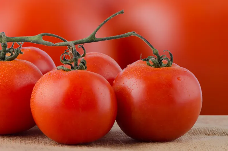 La tomate : l'incontournable aux mille visages
