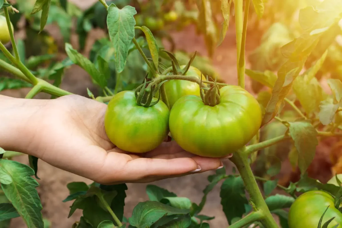 Protégez vos tomates contre la chaleur : 3 techniques efficaces pour un rendement augmenté de 40% en juin