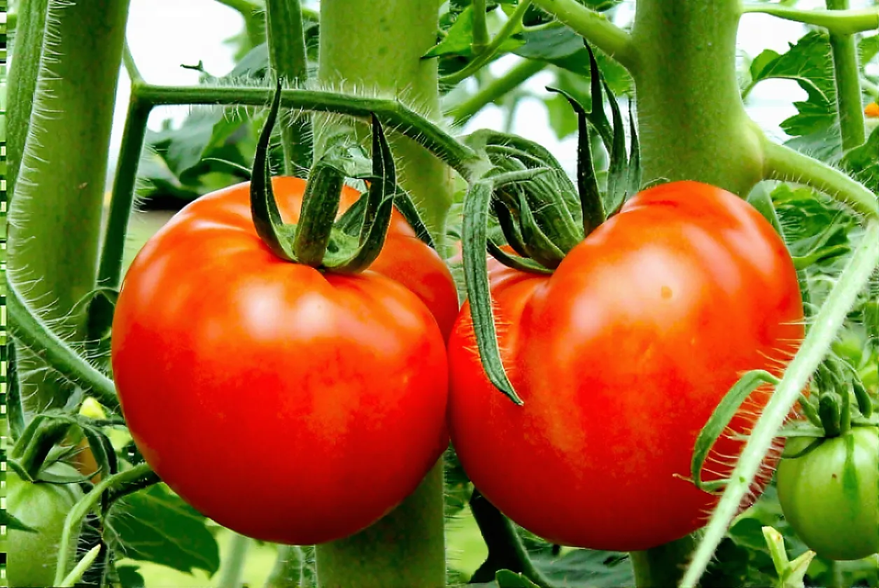 Tomates au potager : entretien et protection contre la chaleur en juin