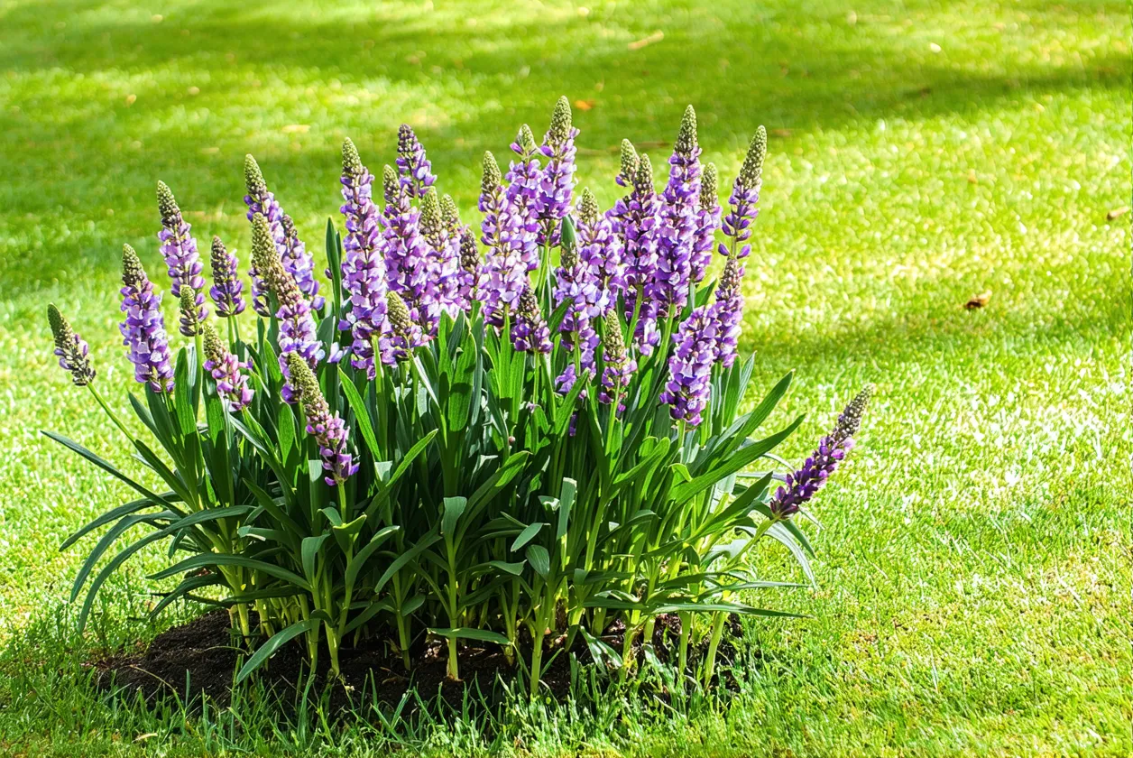 7 conseils pratiques pour vos lavandes du jardin en août (taille, entretien etc.)