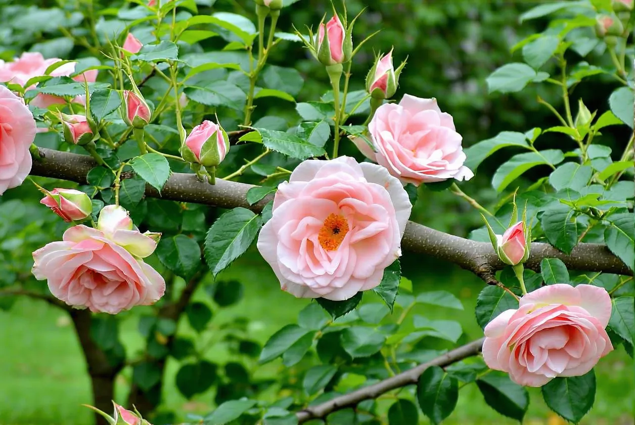 Comment faire une bouture de rosier à partir d'une branche ? Le tuto pratique pour votre jardin