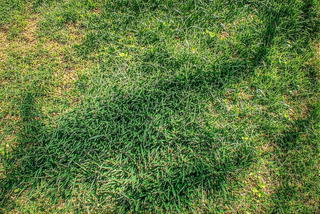 Pelouse jaunissante en août ? Ces 3 gestes d'urgence la sauvent avant l'automne (et c'est gratuit)