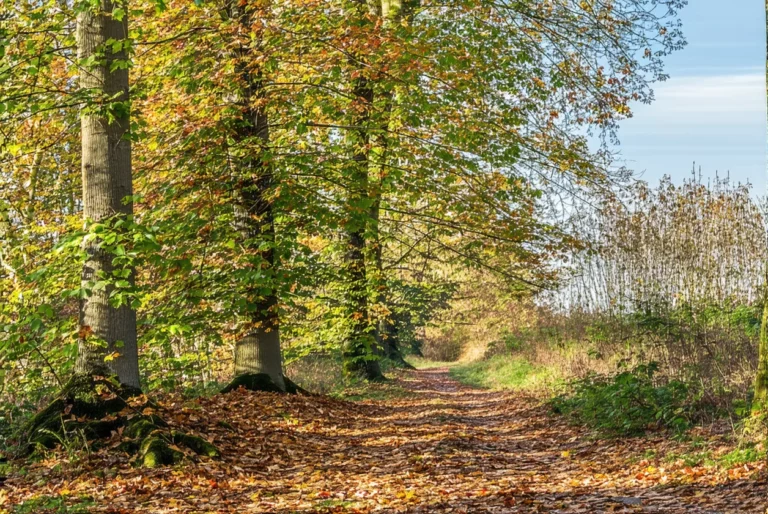 Grand ménage d’automne naturel en 2 week-ends : plan pièce par pièce