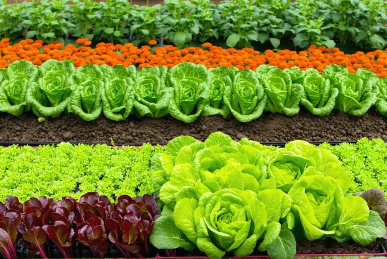 Potager débutant : les 5 erreurs à éviter en septembre