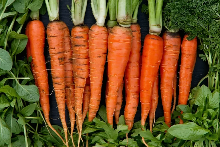 Quels légumes semer au potager en octobre ? En voici 3 pour bien démarrer